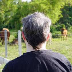 the back of a light-skinned person's head, with a salt-and-pepper mohawk mostly grown out. out of focus in the background are trees, a pasture, a wire fence, and red cattle.